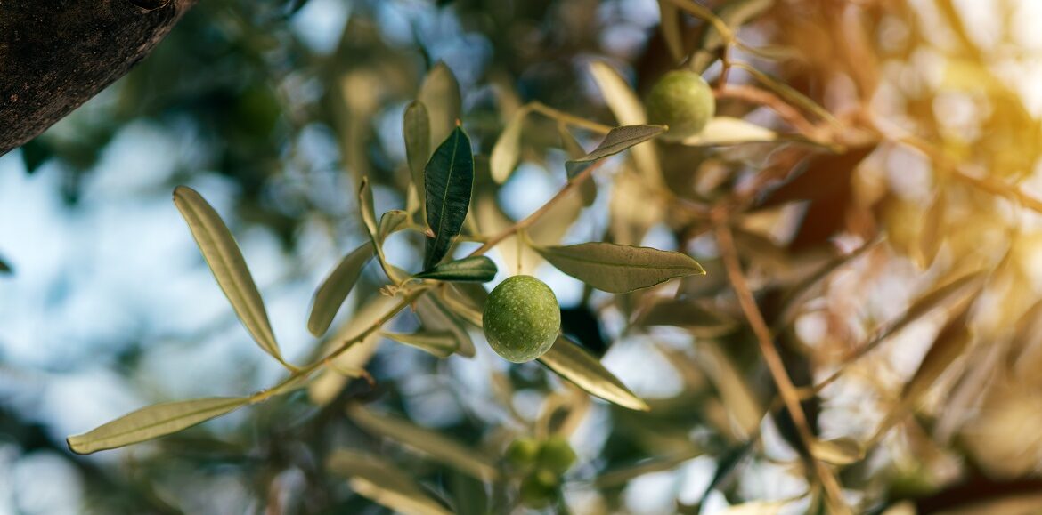 маслини преди бране